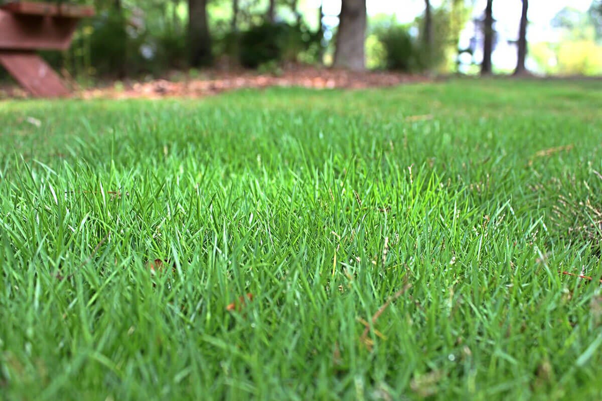 Wintertime Means Less Maintenance of Zoysia Grass.