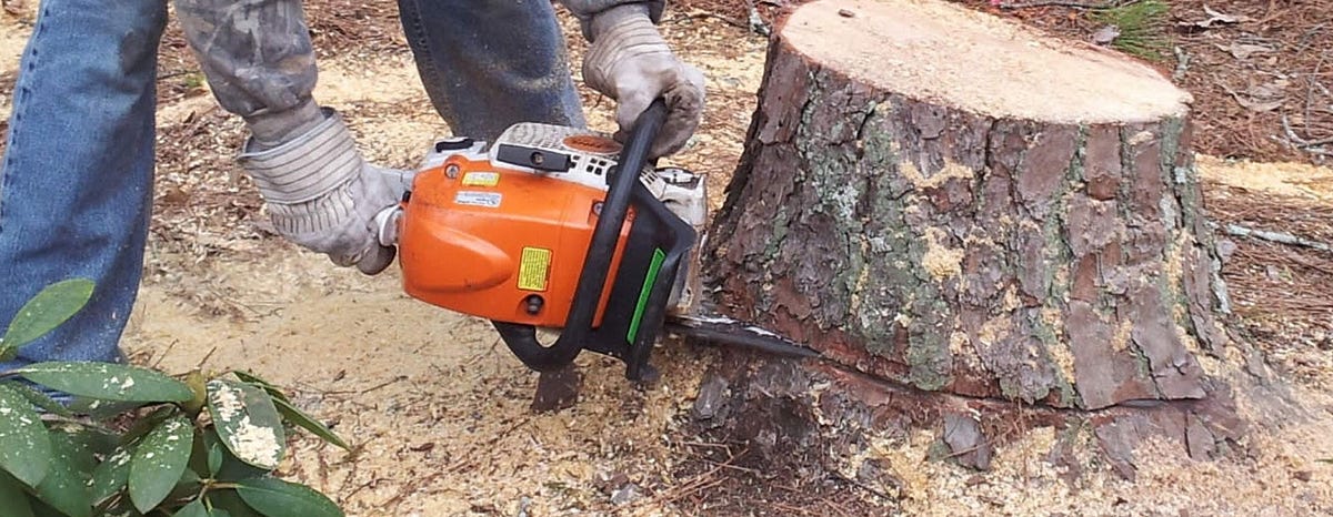 How to Cope with the Outgrown Tree in Your Yard? | by Noah ava | Medium