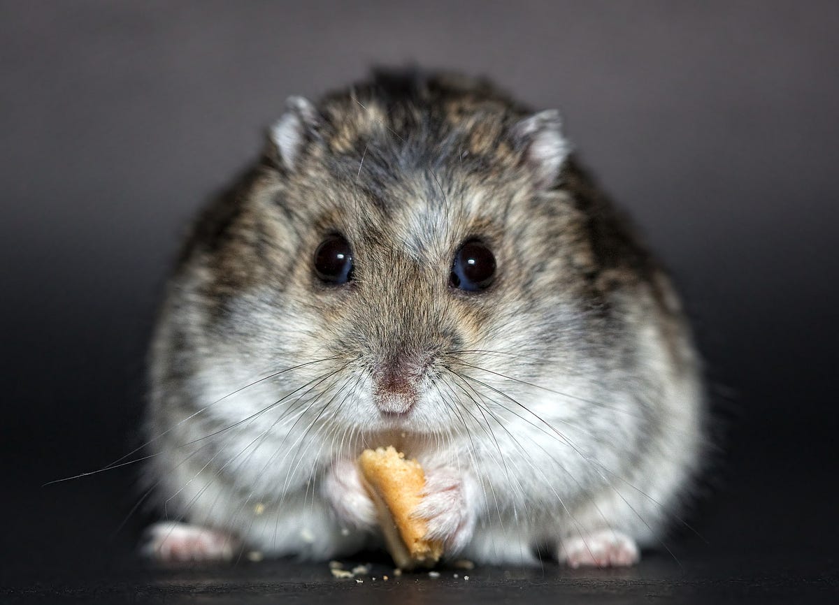 squeaky hamster wheel