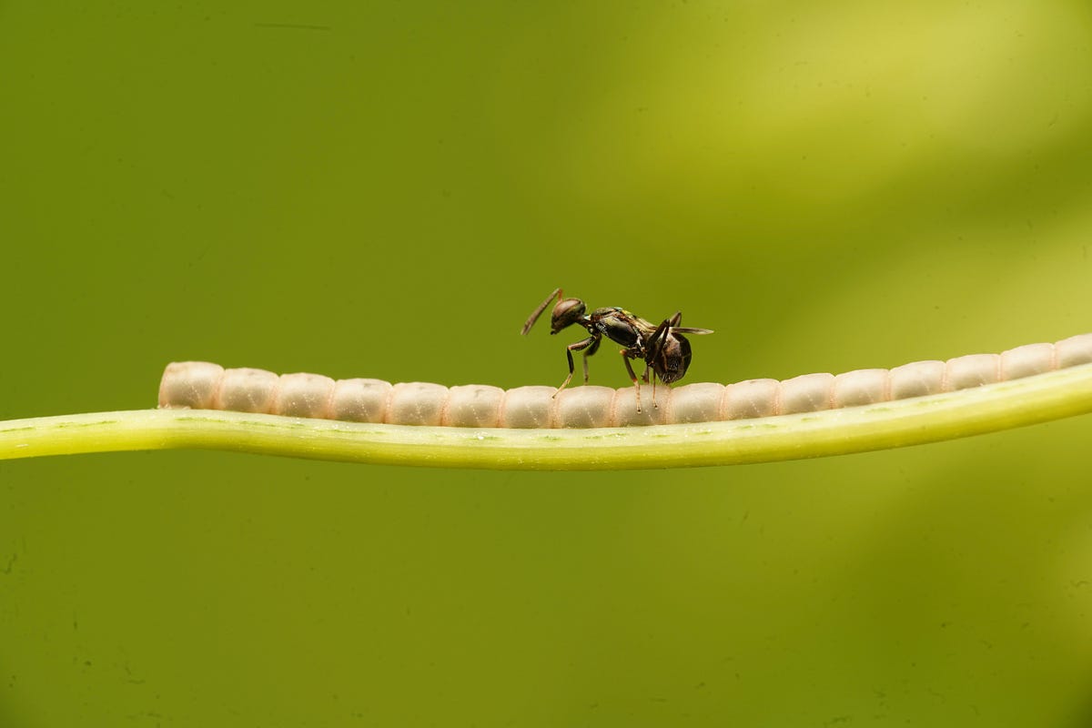 Ant Design Component Customization And Bundle Optimization By Ivan