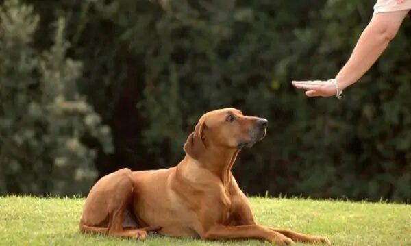 Chiot dressage