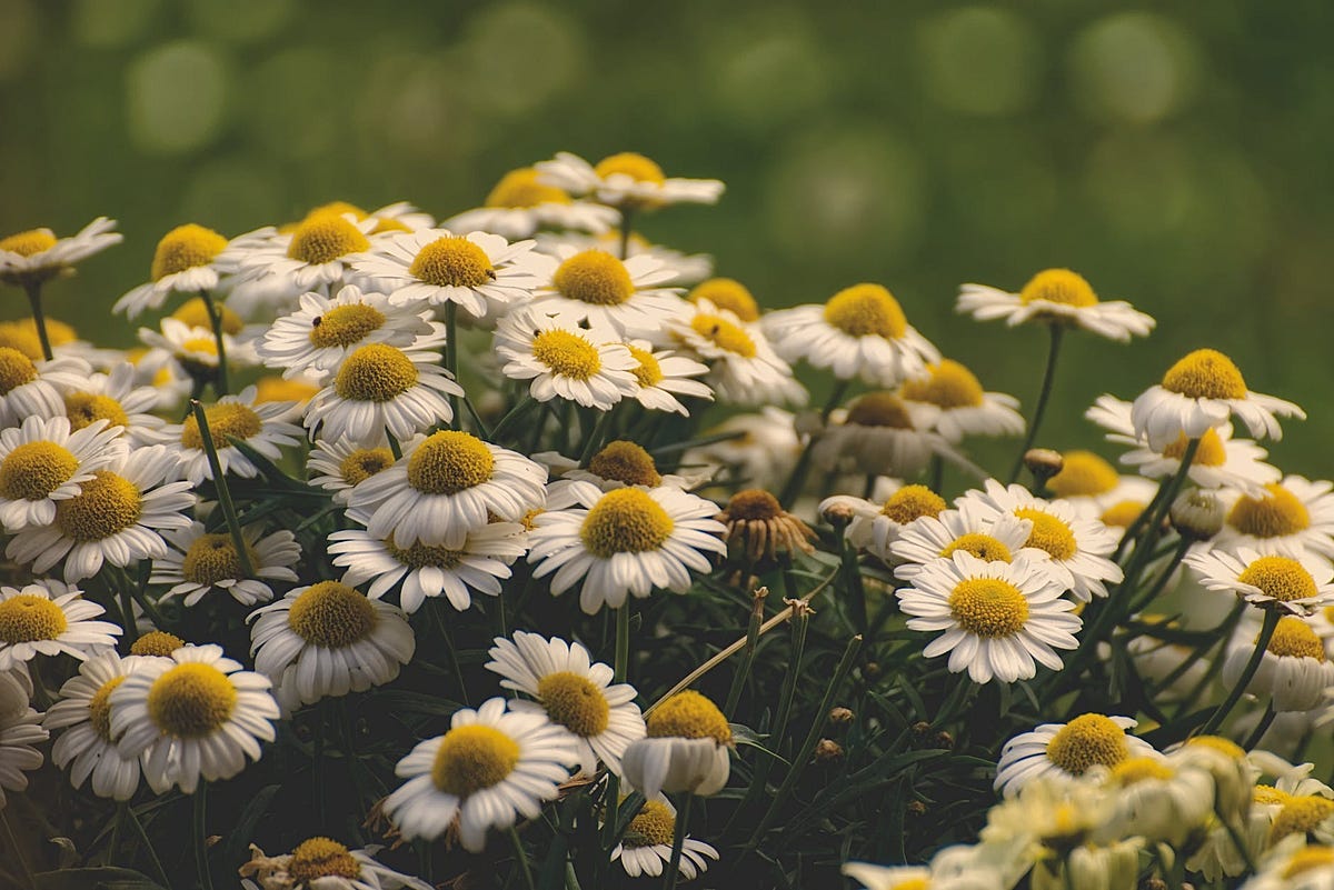 Does Chamomile Help You Sleep Better? by Evelina Sodt, PhD