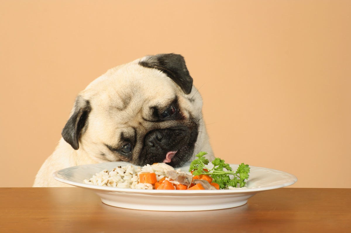 Vivid Eat Your Own Dog Food Image Illustration Vivid Eat Your Own Dog Food Image Illustration