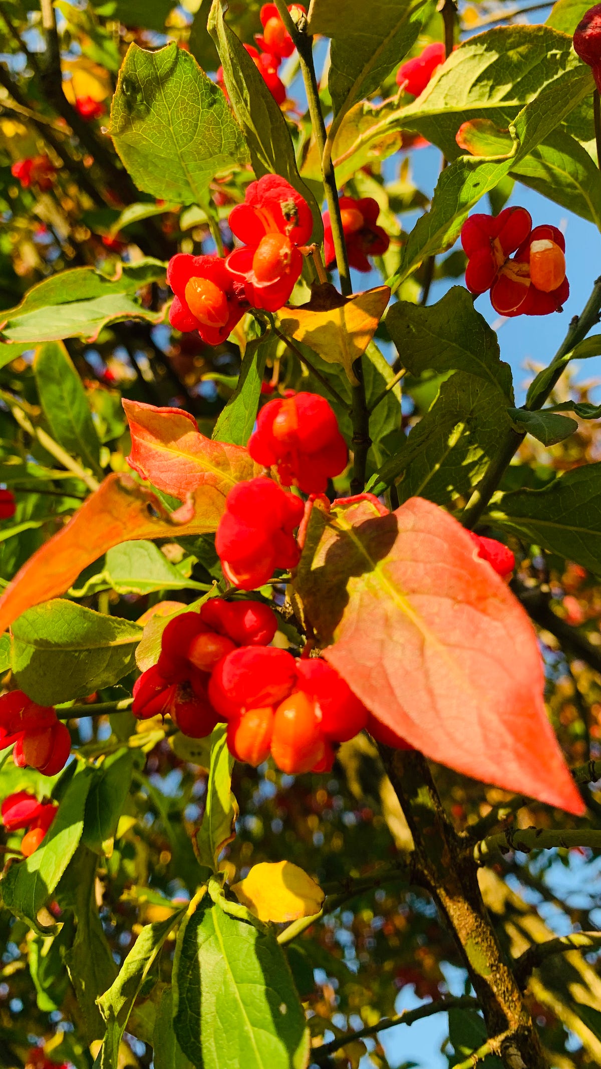 The Magical Spindle Tree in Our Garden by Elvie Lins Reciprocal