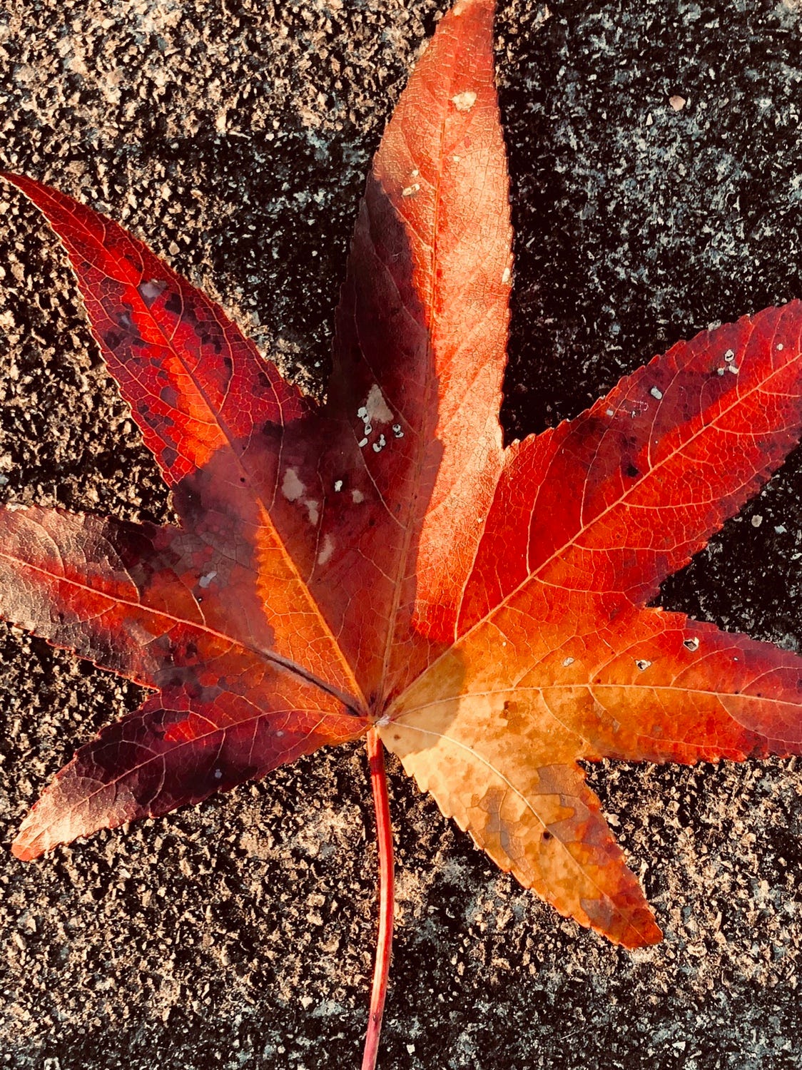 Turn Over An Old Leaf. A poem | by Sherry Chapman | The ...