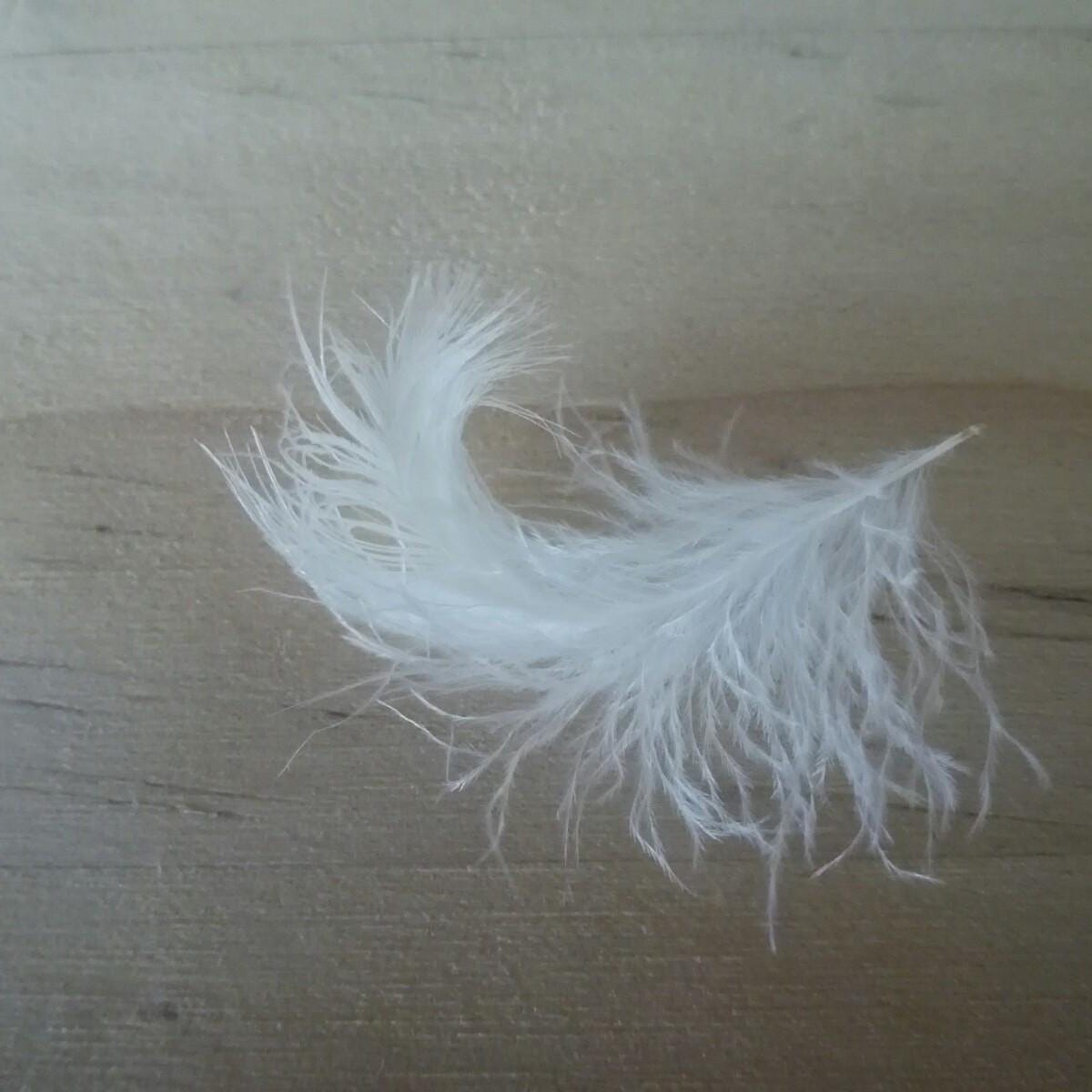 A Simple White Feather.. Simple yet complex this little white… | by Sky ...