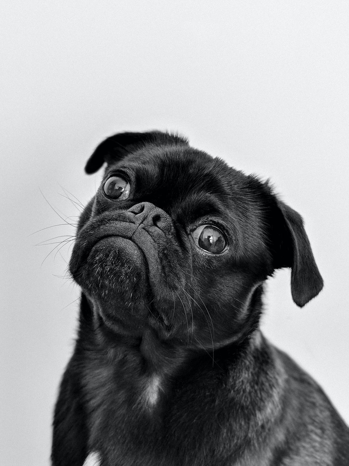 best diet for dog with heart murmur