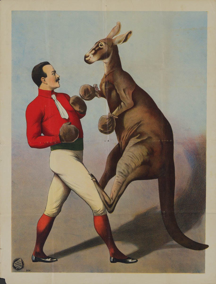 Kangaroo Vs. Human Boxing Matches — Why Did They Stop? | by Sabana Grande |  Lessons from History | Medium