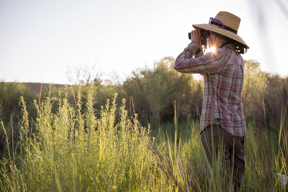 Hiding in Plain Sight. “Over there!” I shouted in a whisper… by