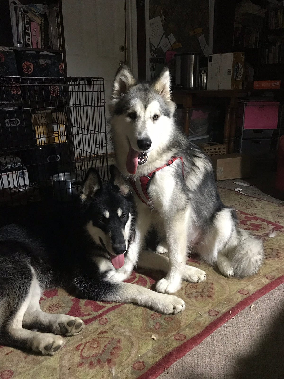 puppy-dog-tales-i-got-my-puppy-spayed-a-week-ago-life-by-carrollee