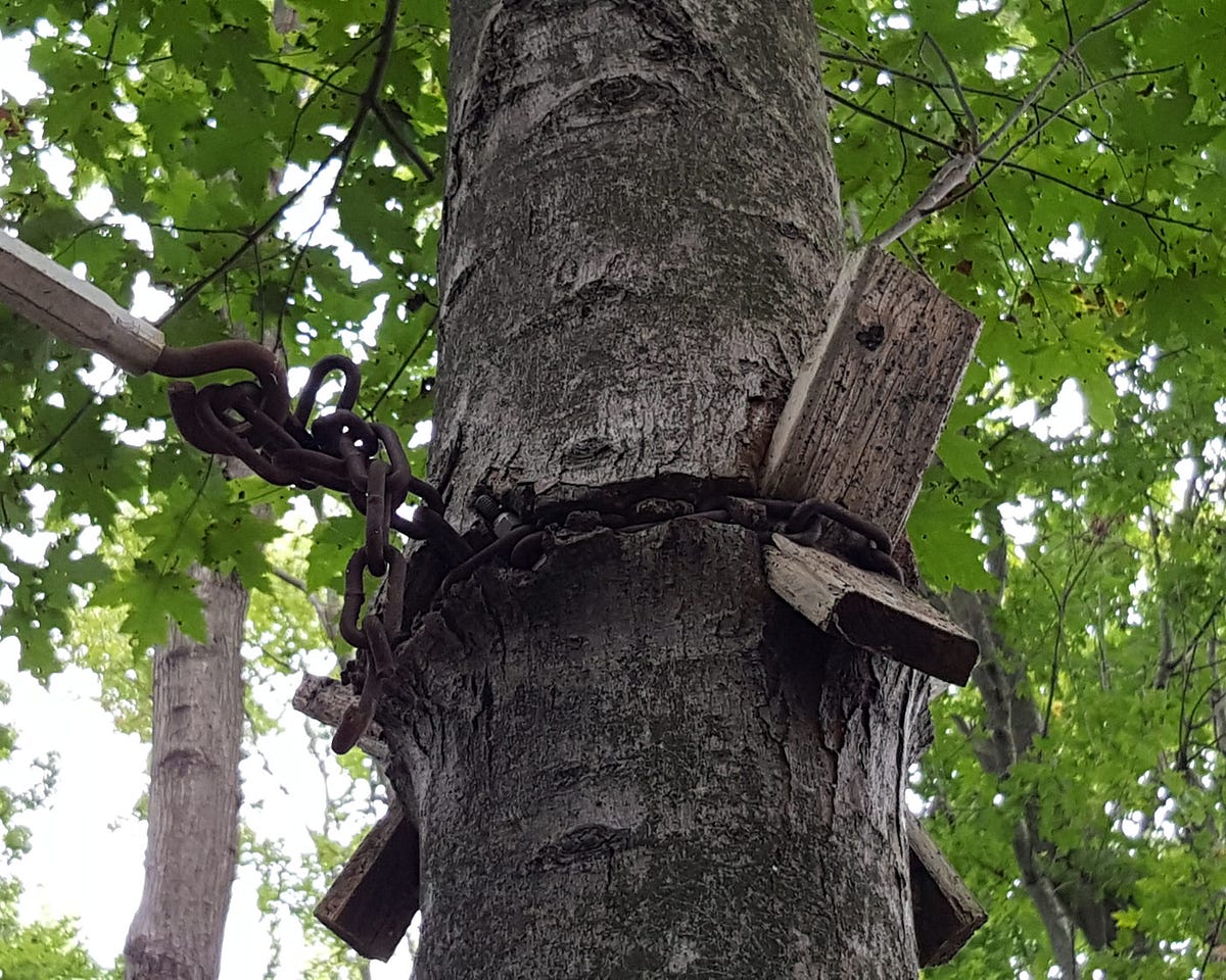 Lesson from a Mangled Tree. Nature Endures Human Torture | by Shaun ...