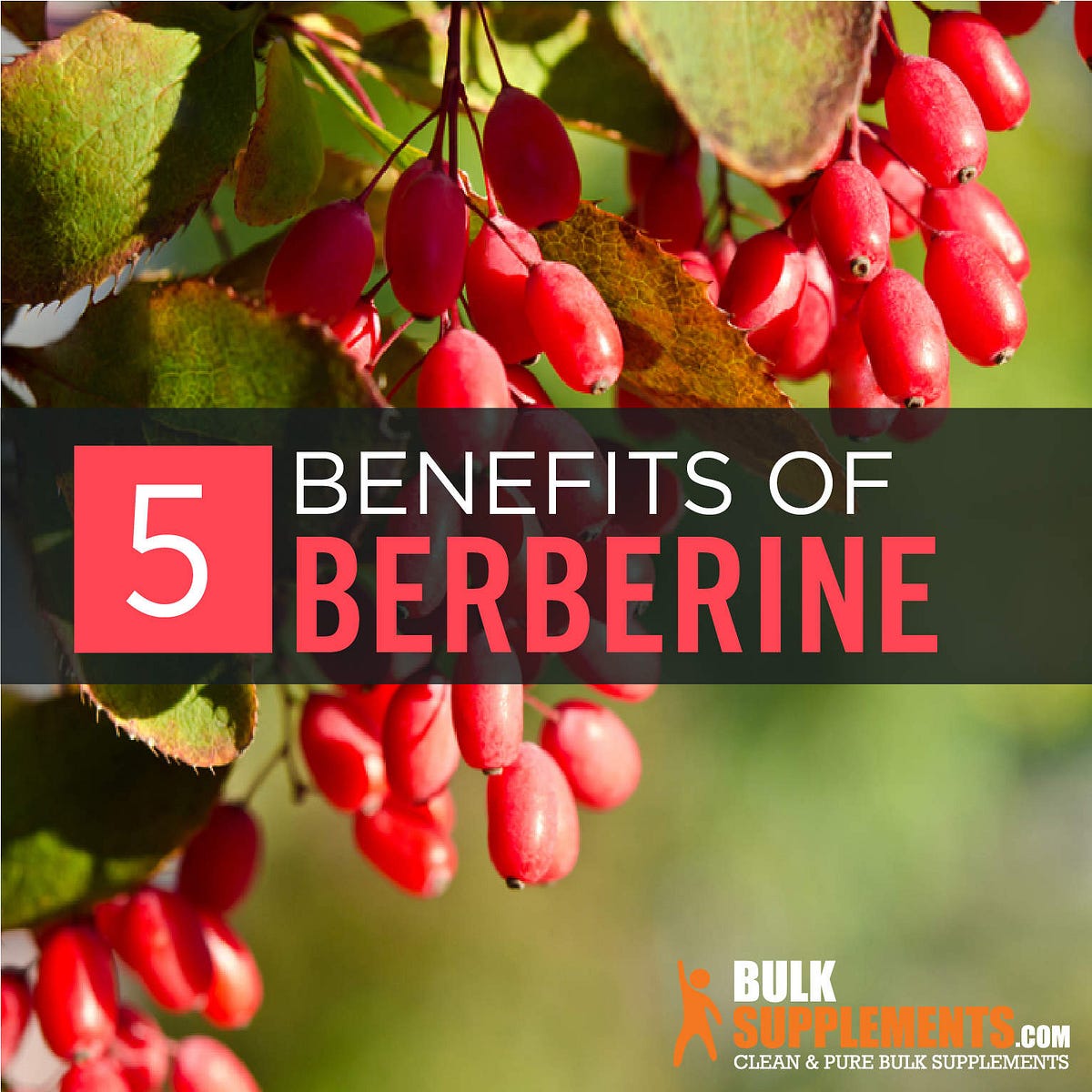 Berberine Supplement Know the Benefits, Side Effects and Dosage by James Denlinger Medium