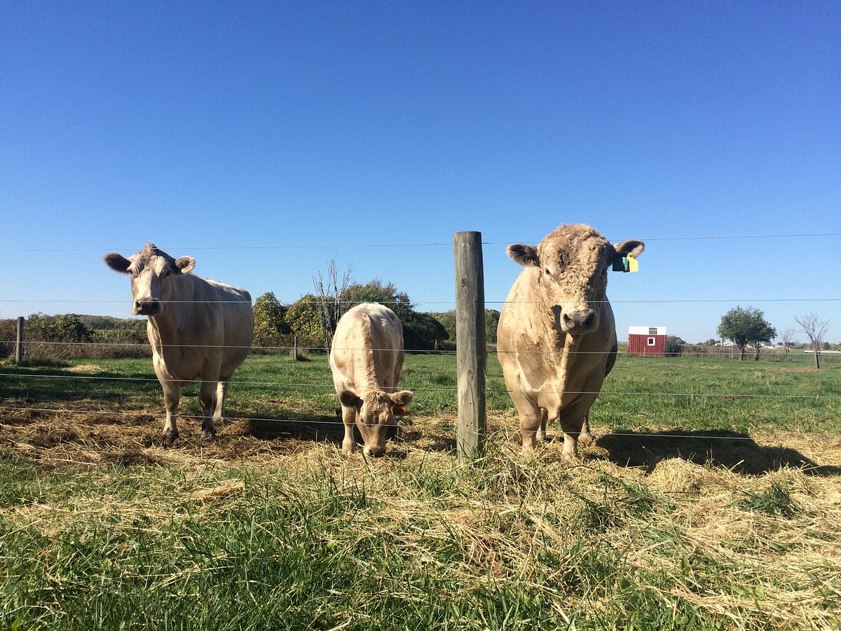Eating Animals Isn’t the Problem. Meat alternatives do not address the