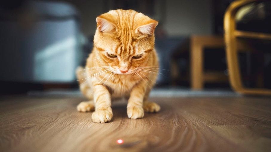 i was a cat in my past life