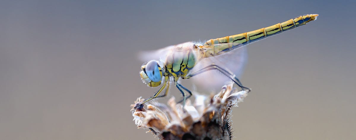 Nature Inspired Product Design (I) | by Kevin Mamaqi | Medium