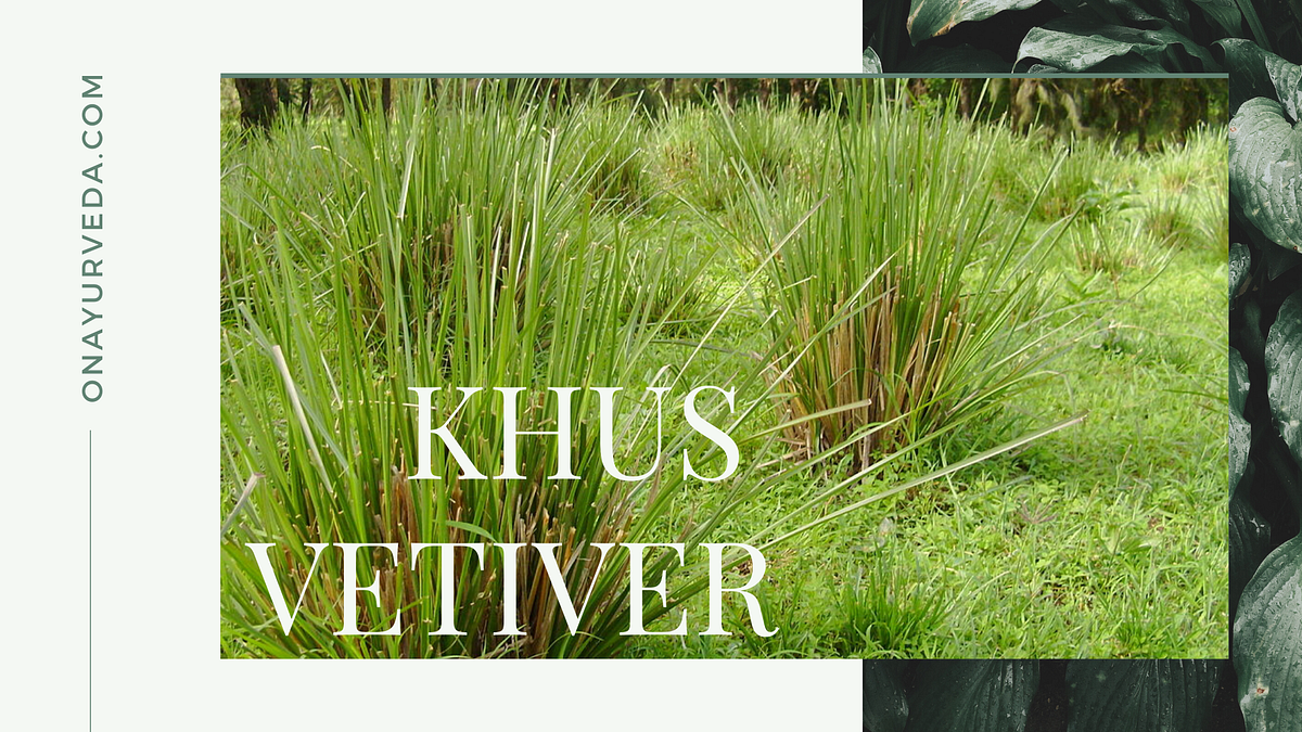 Khus Or Vetiver Ayurveda’s Most Fragrance. by
