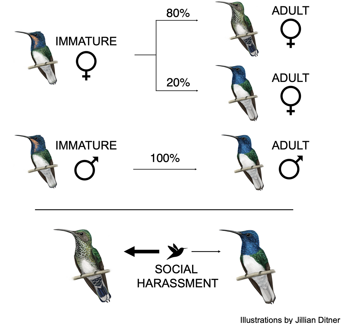 why-do-some-female-hummingbirds-crossdress-by