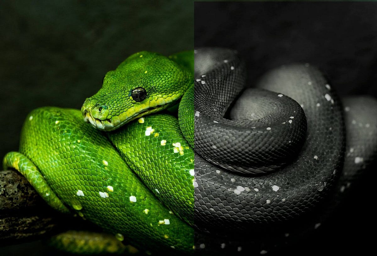 Colorize Your Black & White Photos Using Free Python3-based AI | Python ...