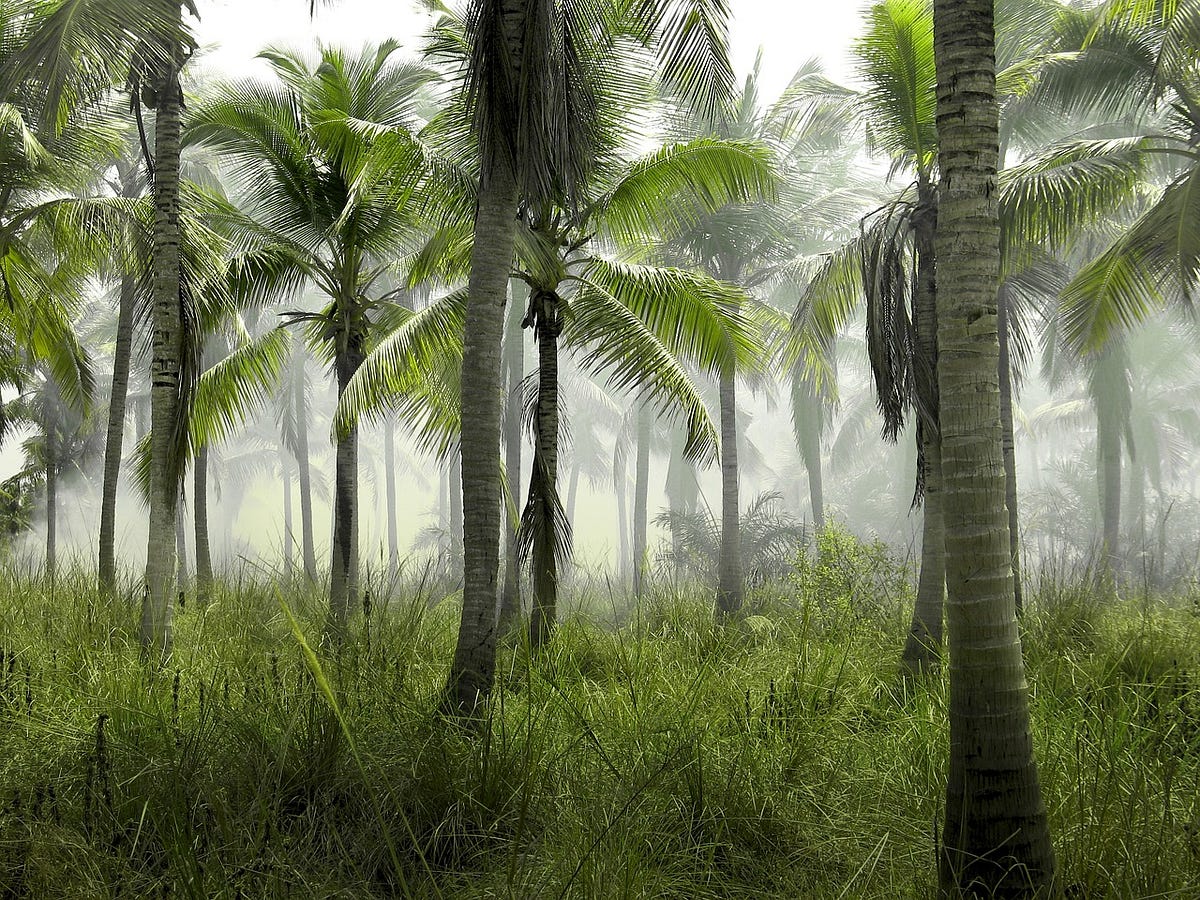 How Long Do Palm Trees Live?. A palm tree is of various types, they