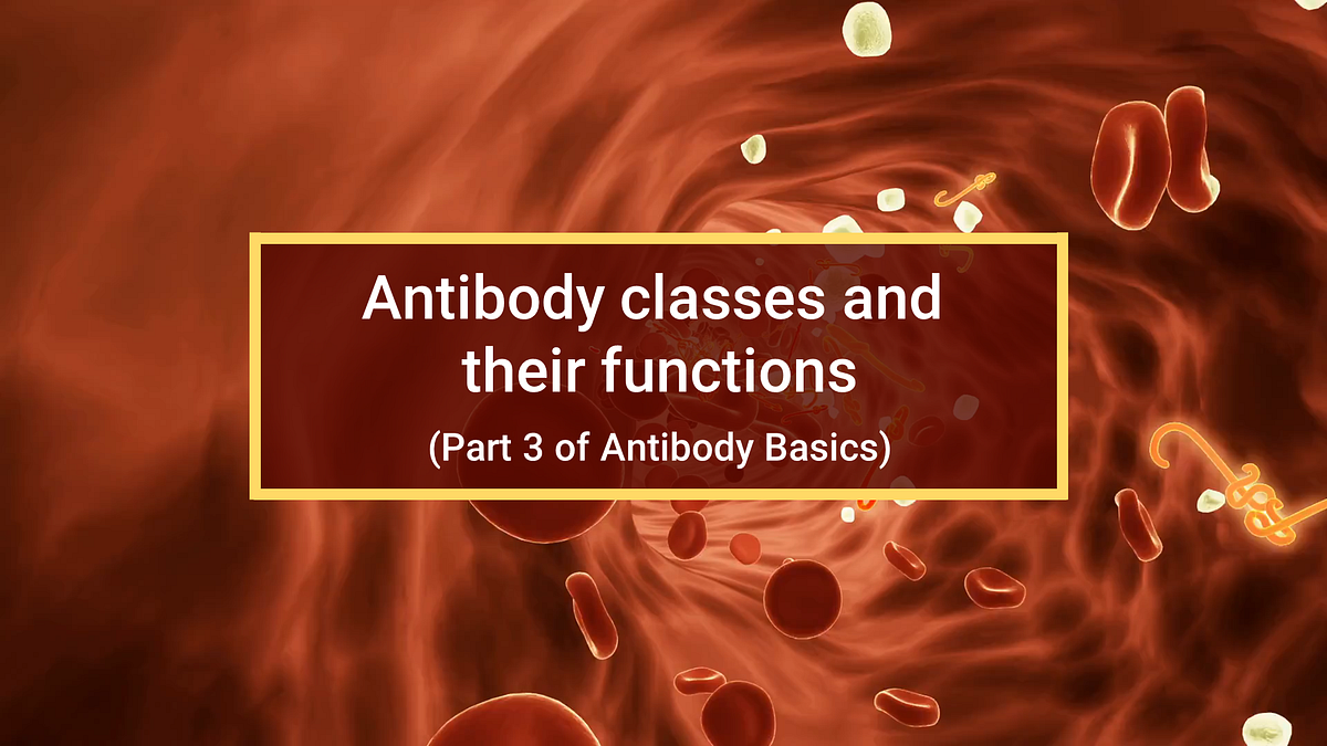 Antibody classes and their functions (Part 3 Antibody Basics) by