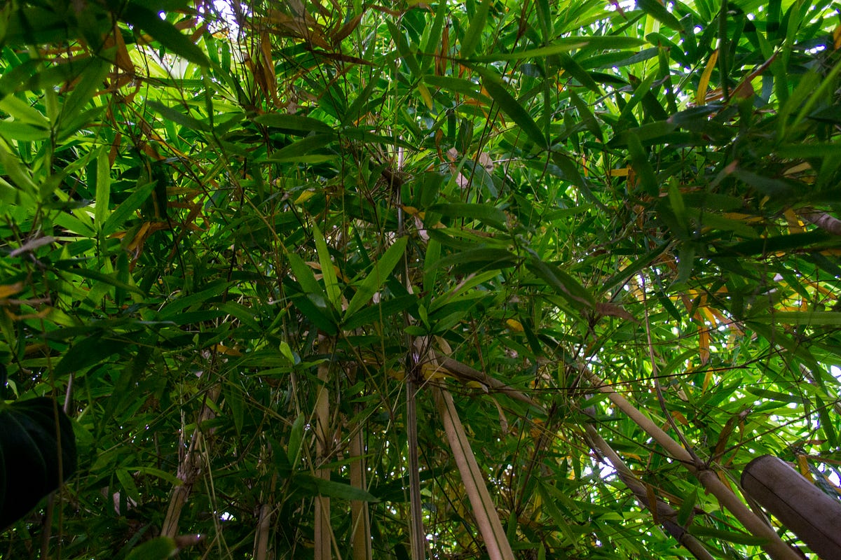 Bamboo, the answer to our extreme consumption? by Max Deabler Medium