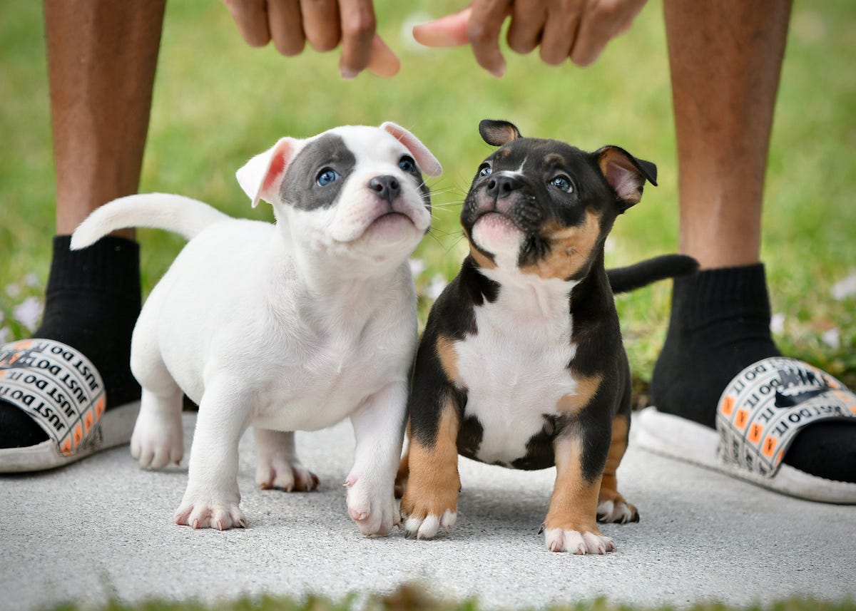POCKET BULLY KENNEL VENOMLINE NEWS, AVAILABLE PUPPIES FOR SALE