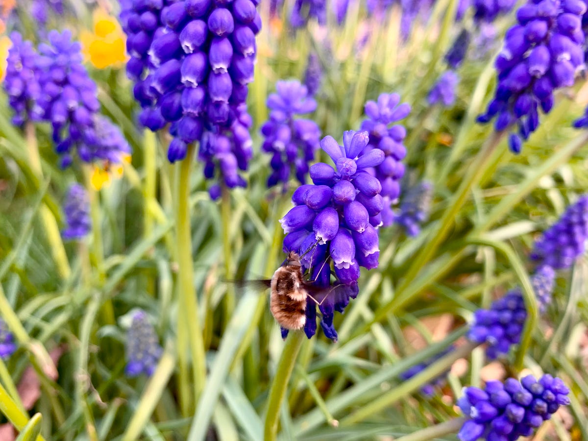 Flowers for Early Bees The Daily Cuppa Medium