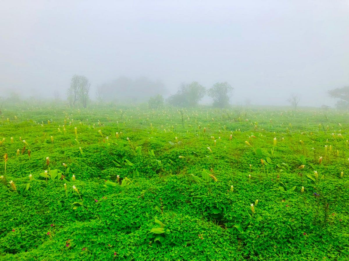 Kaas — The Plateau of Flowers. In the dawn, we leave for Kaas, by