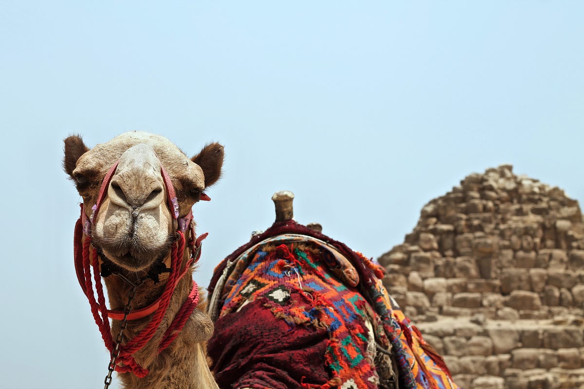 Avoiding Bike Shedding, Yak Shaving, and the dreaded camel by Jack