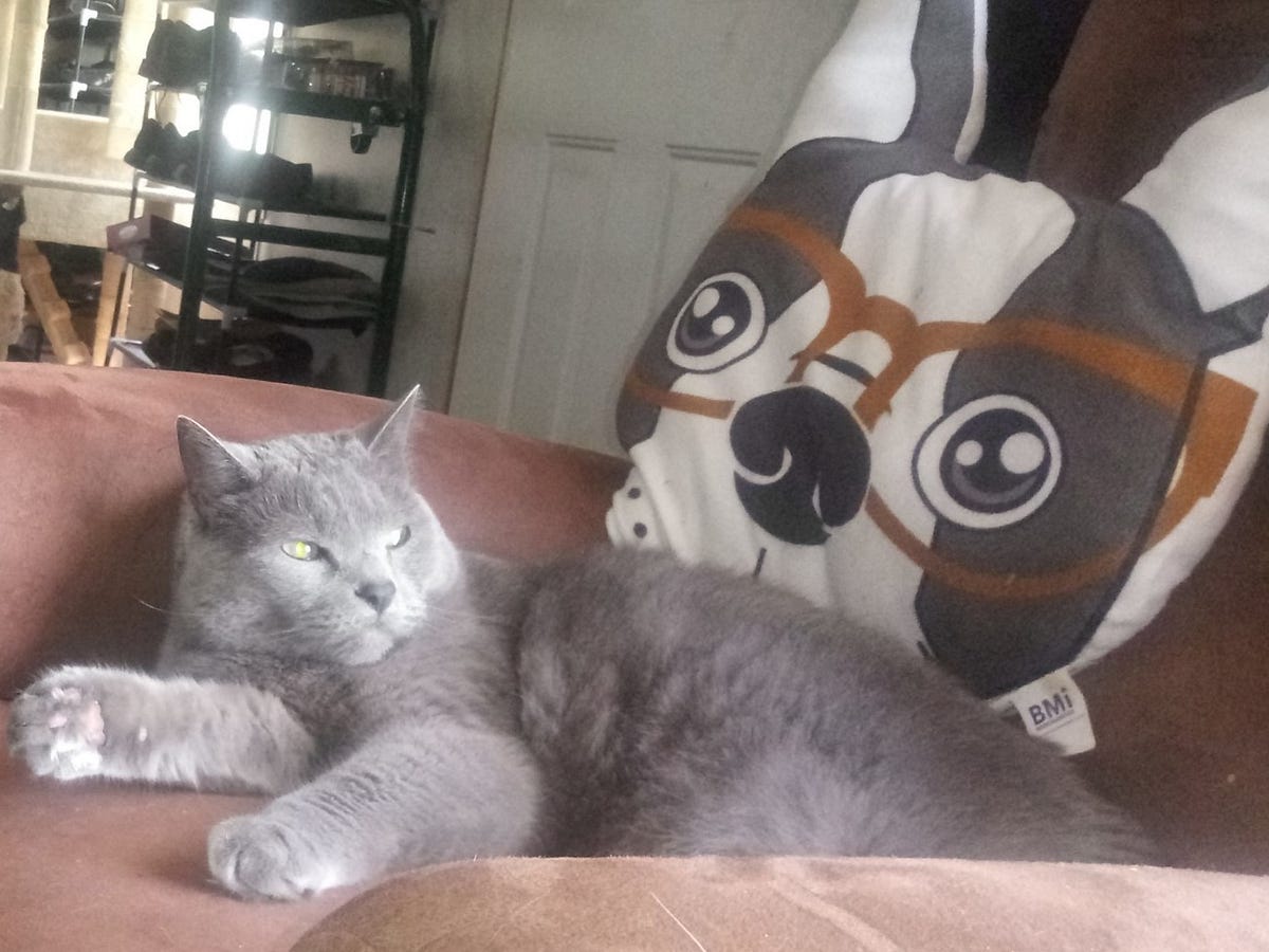 Waiting to Pick Up My Cat at the Vet by Michelle Medium