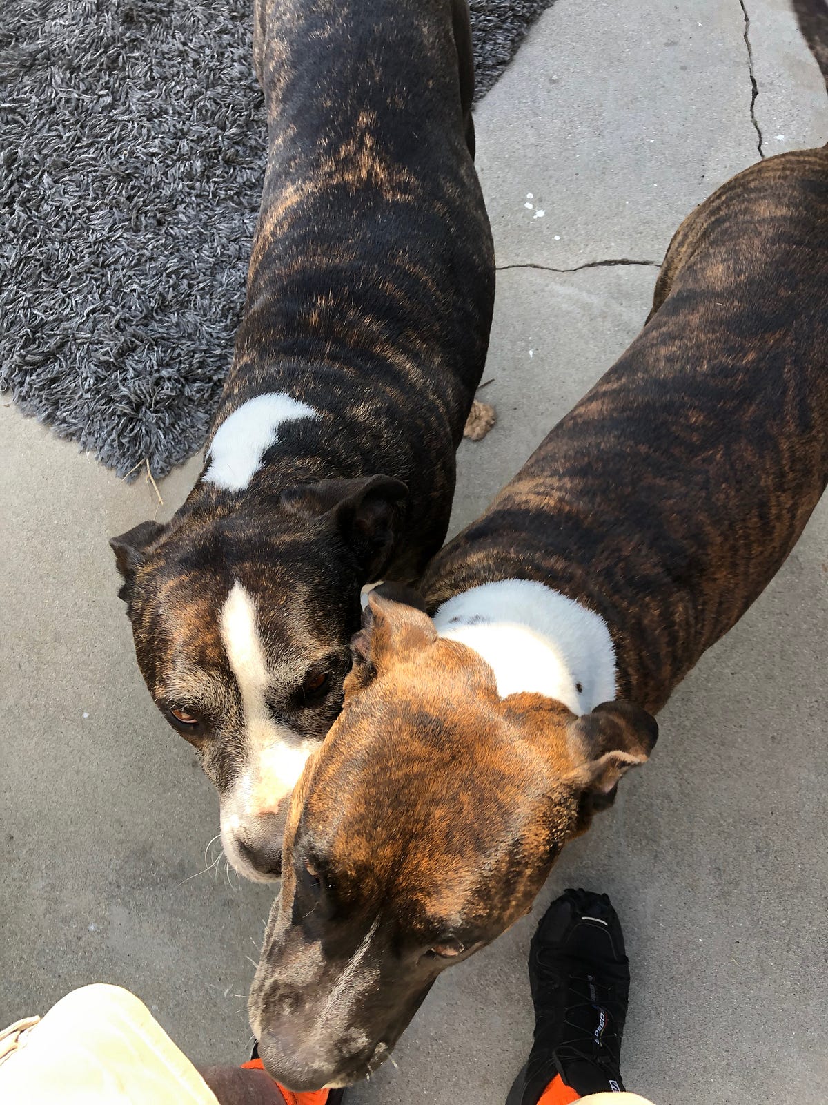 Who is Dog. Who is Dog Dependency, loyalty and… by Seth Brubaker Medium