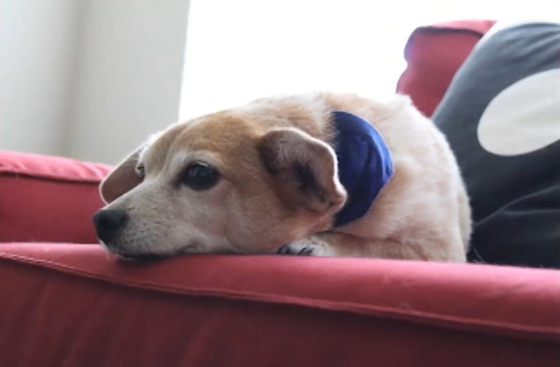 i love my dog more than you