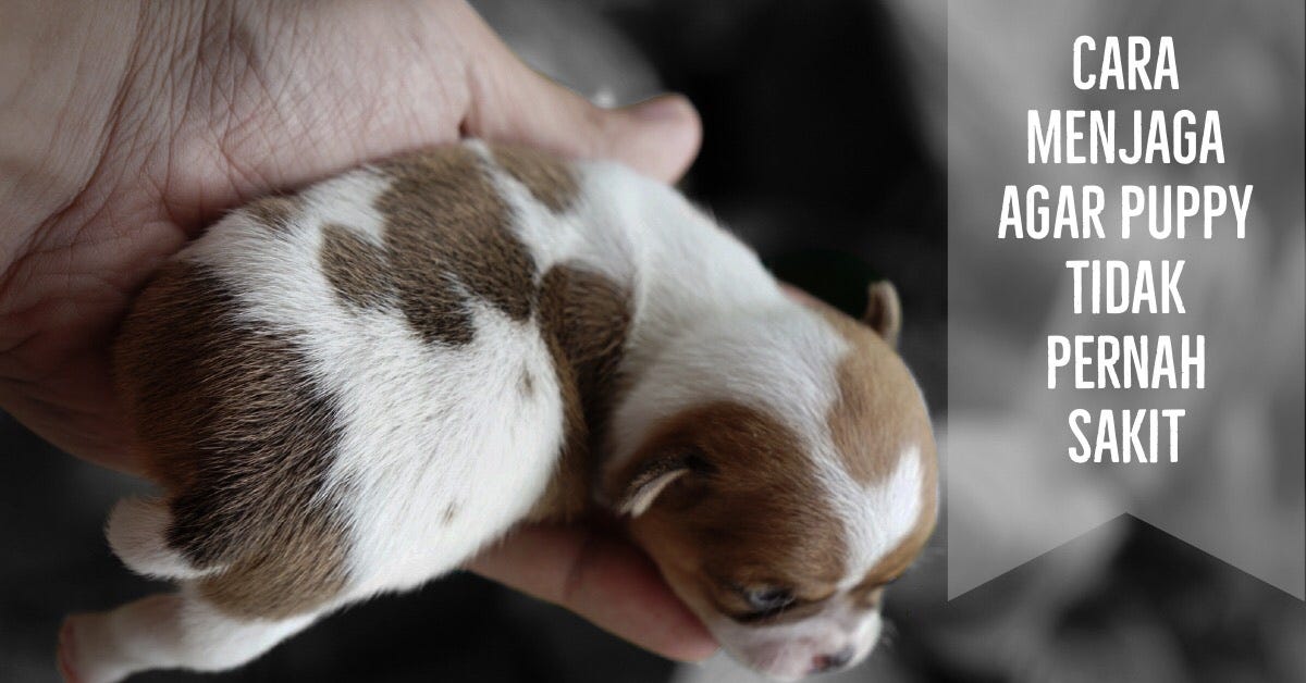 Cara Menjaga Agar Puppies Tidak Pernah Sakit | by Fransmarioo | Rio Farm