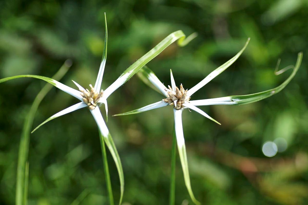The Weeds Beneath My Feet. Wonders in the grass by Ronald C. Flores