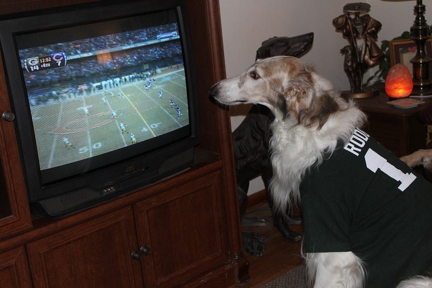 what do dogs like to watch on tv