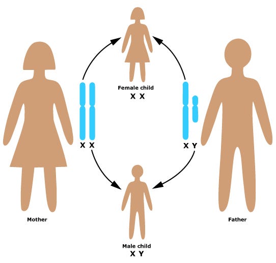 Biology Xx Xy In The Second Sex By Simone De By Brenda Medium Biology Xx Xy In The Second Sex By Simone De By Brenda Medium