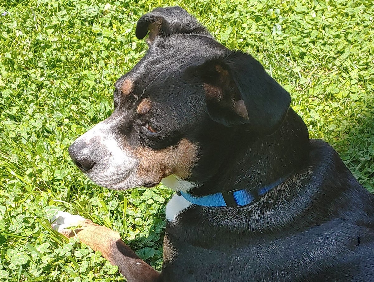 What the Dog Said. My family is trying again to start a… | by timothy ...