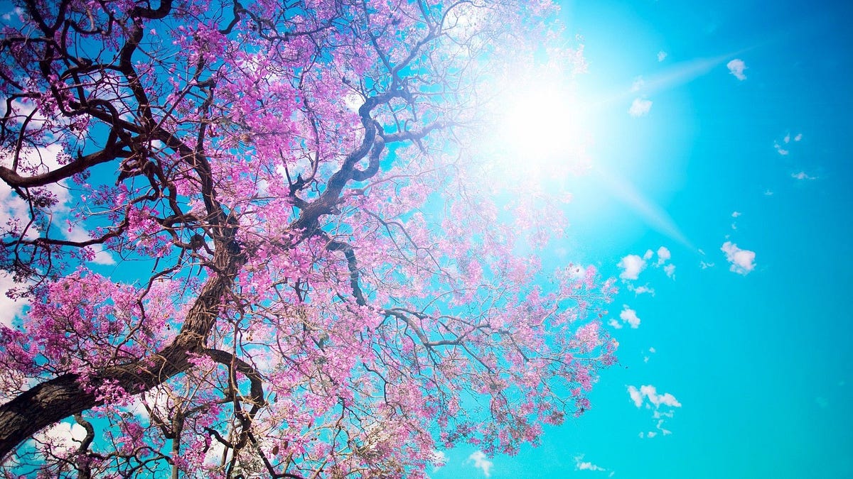 Spring Emergence — What’s happening across our ecosystem? | by Teal for ...