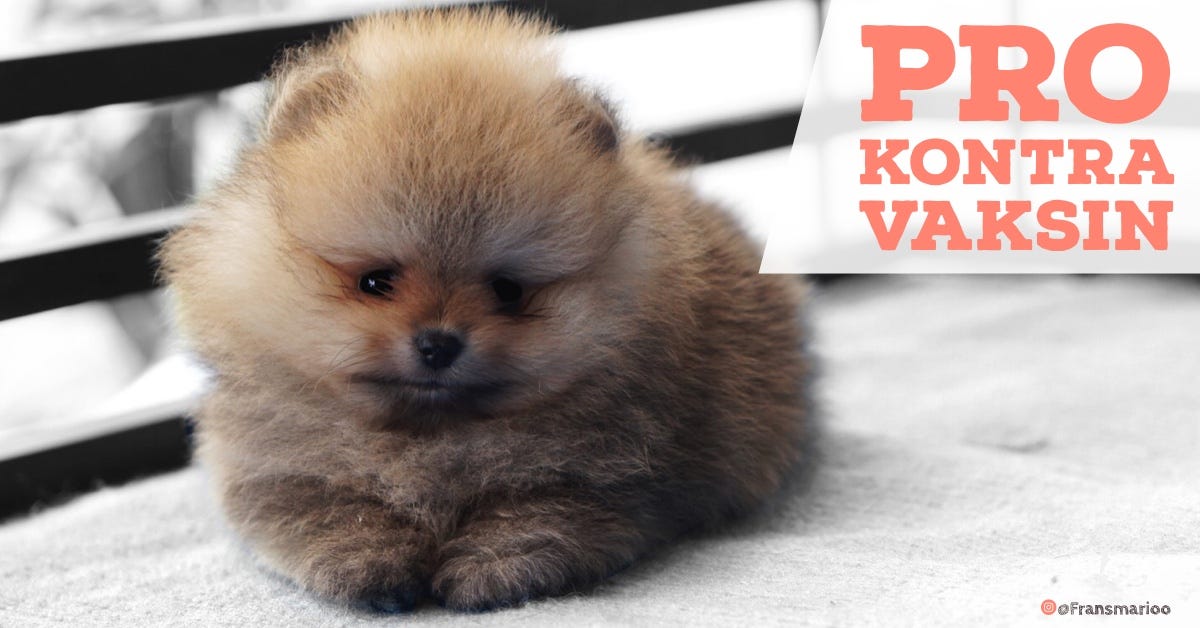 Pro Dan Kontra Vaksin Pada Anjing Rio Farm