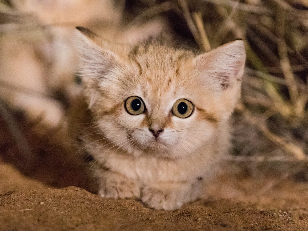 sand cat for sale in pakistan