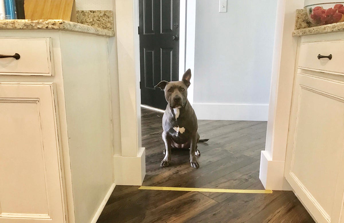 boundary training your dog