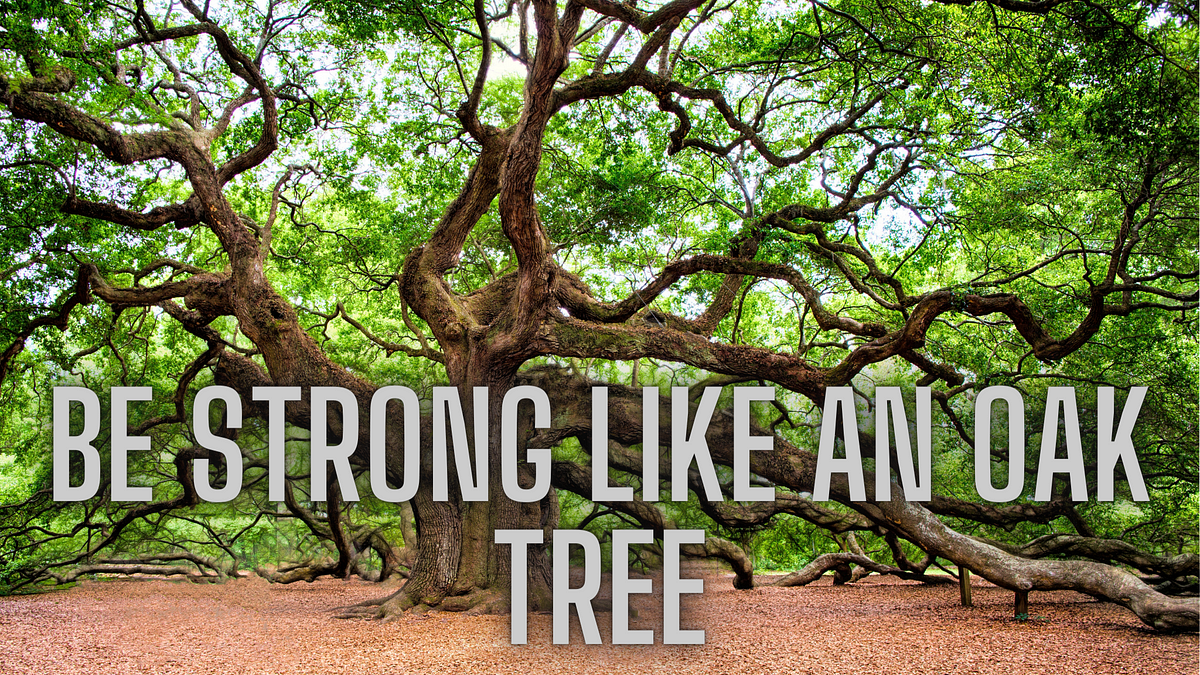 Be Strong Like An Oak Tree. Find strength: be strong like an Oak… | by ...