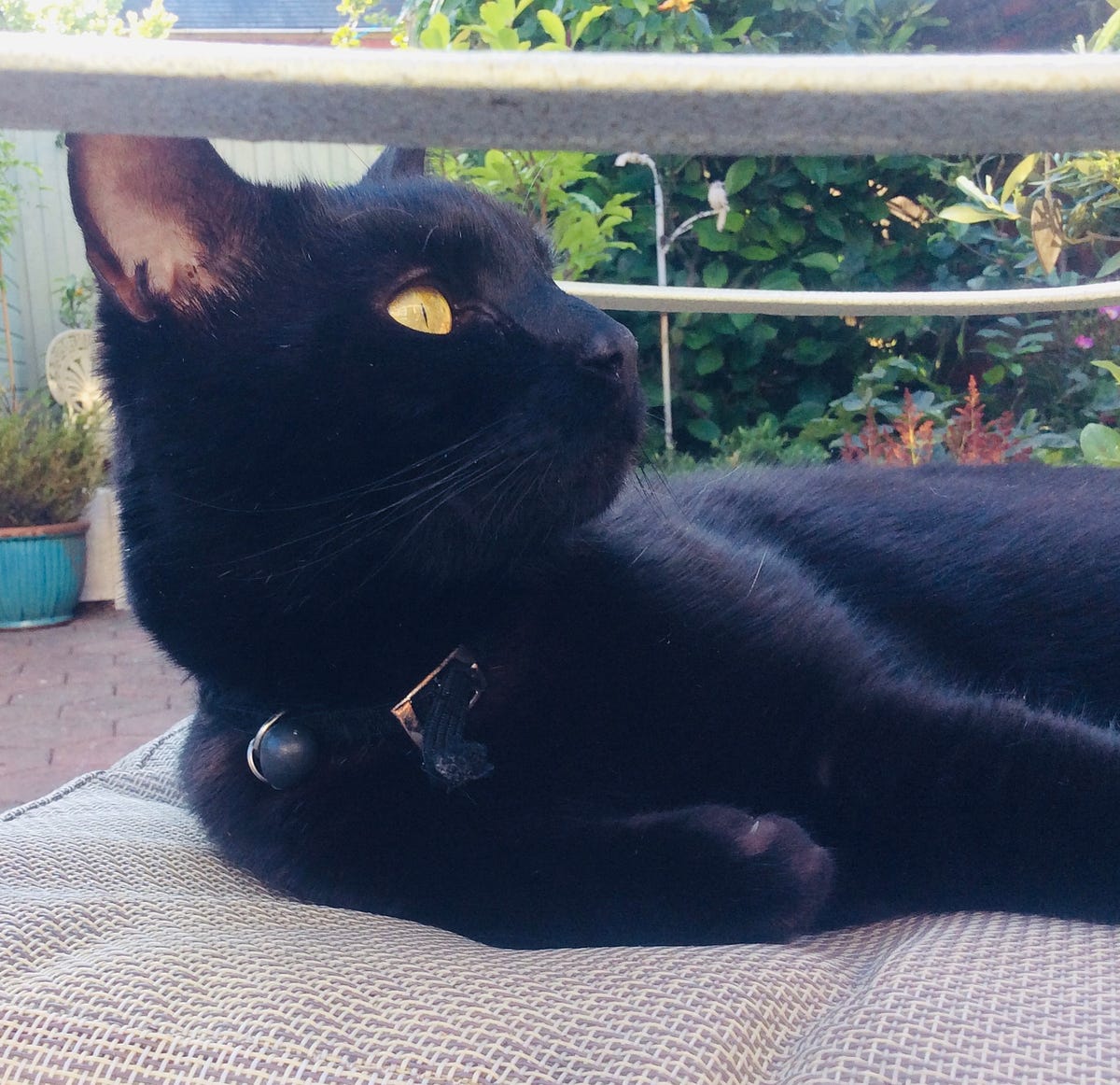 saddle thrombus cat signs Deft History Galleria Di Immagini