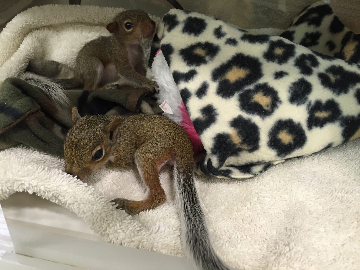 Baby squirrels found covered in “worms” by Conservancy of SWFL A