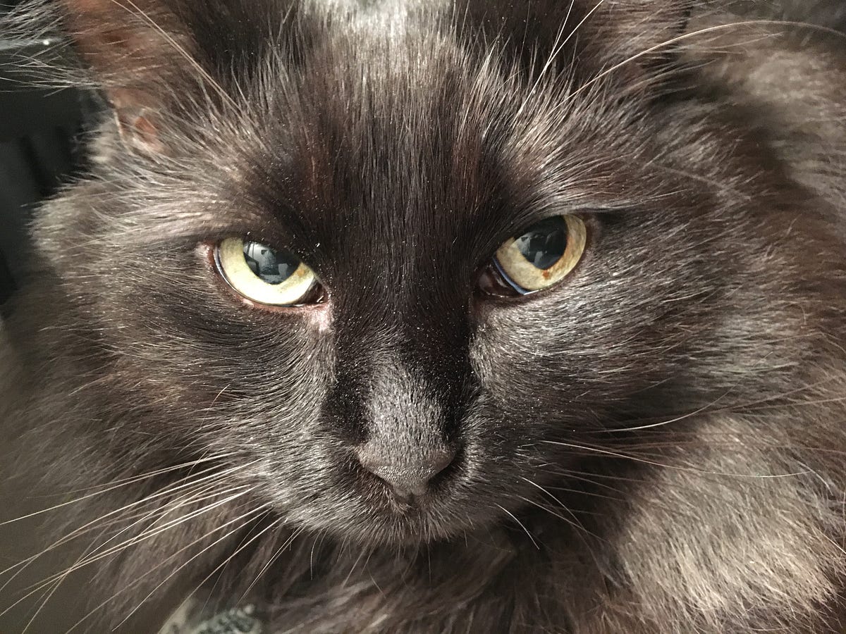 How I Became Obsessed With Cats. Kittens sneak right into your hearts… by Warren Turner