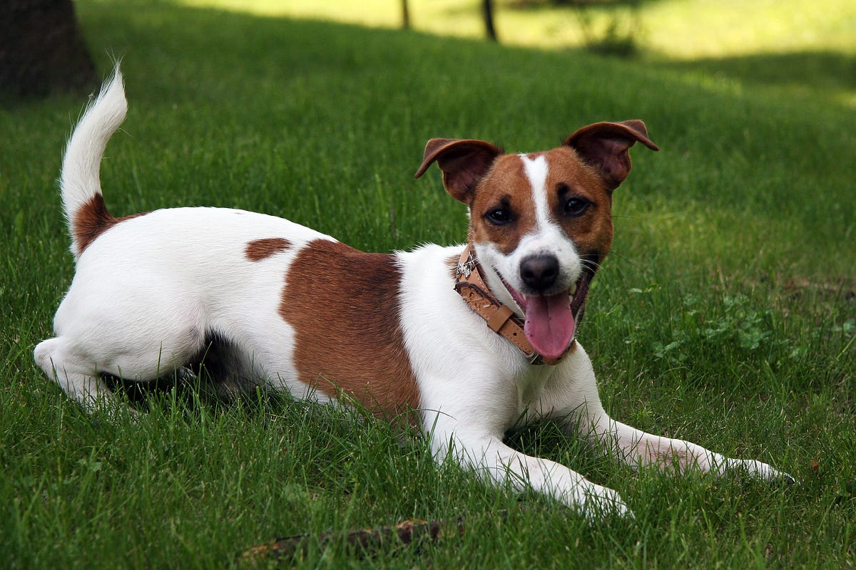 Tips For Raising An Irish Jack Russell Terrier! | by emma smith | Medium