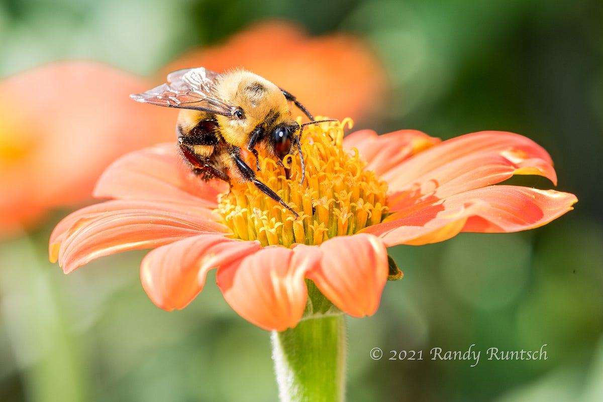 The Flight of the Bumblebee. Bumblebees, like springtime, display… by
