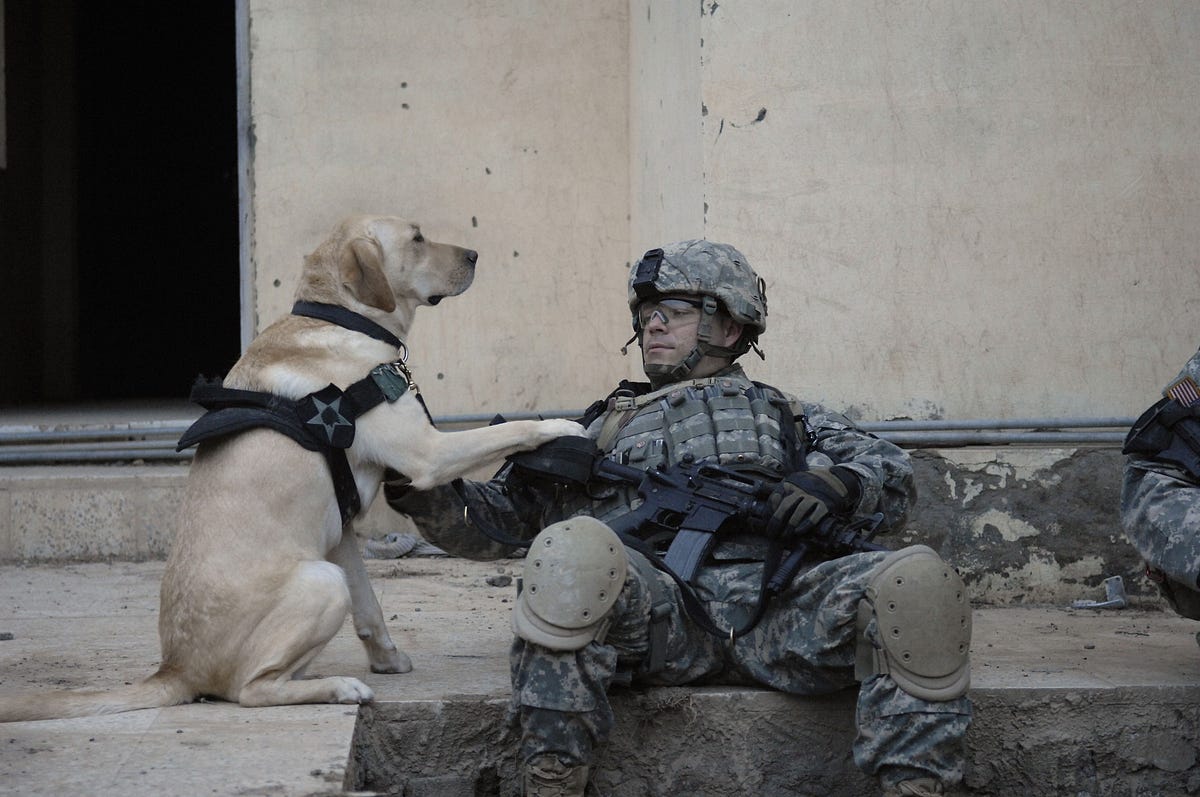 Britain Gives Medals to Brave Military Animals—Why Can’t America? | by ...