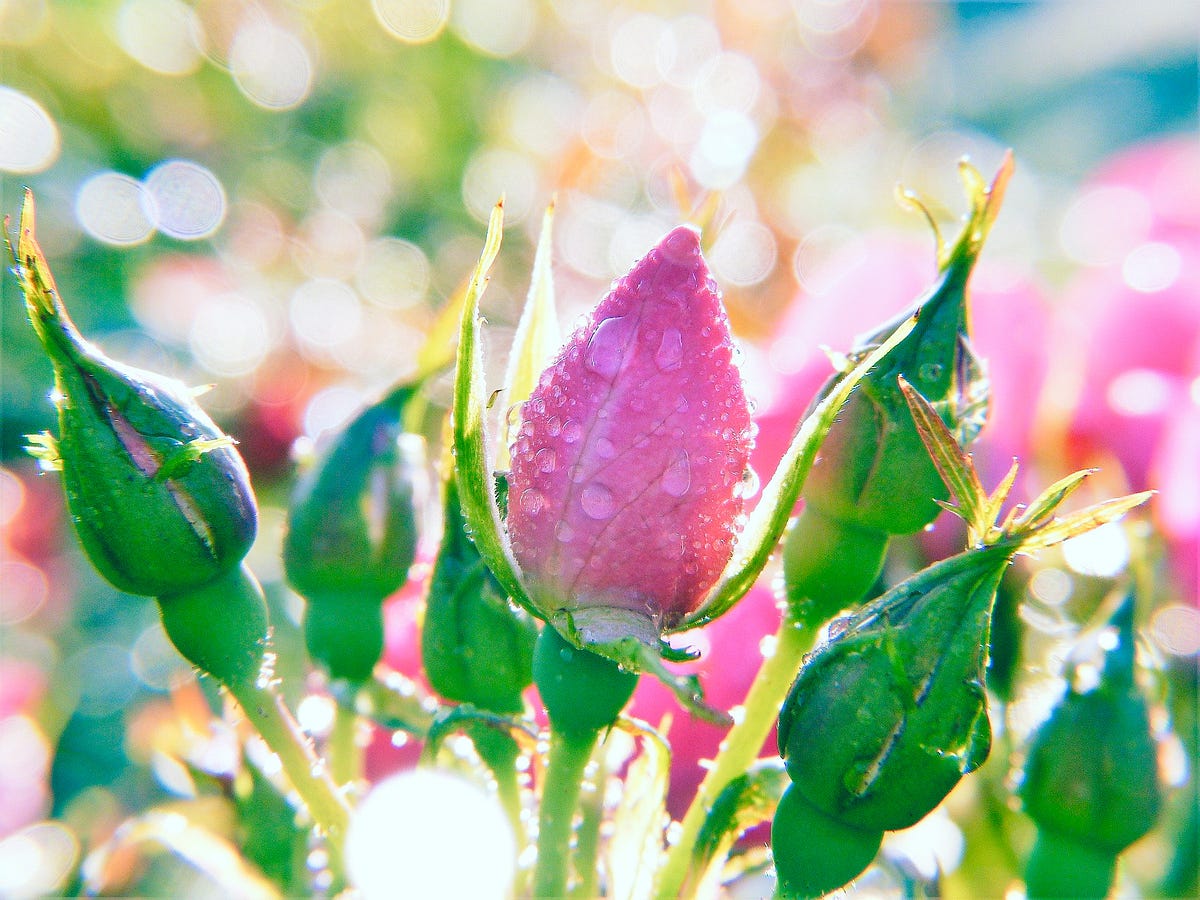 Sun And Flowers. A poem 🌻 | by Sujani Hansanali | ILLUMINATION | Medium