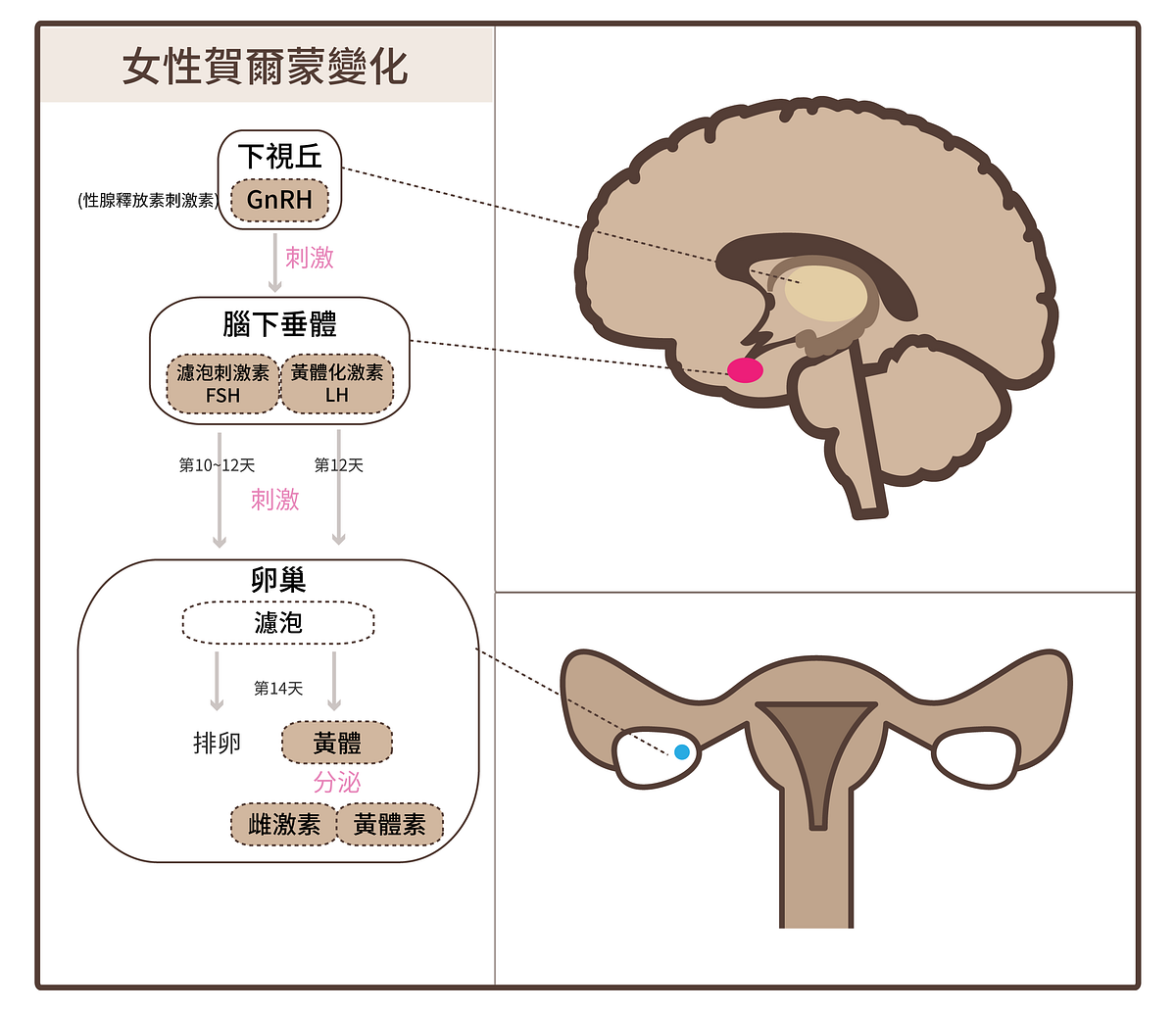 林浩滔 营养师 的想法: 下丘脑-垂体-卵巢轴（HPOA）又称性腺轴，… - 知乎